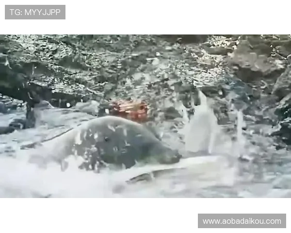 掌握这些K8捕鱼技巧让你轻松成为捕鱼高手提升捕鱼效率的实用攻略全方位解析K8捕鱼技巧助你轻松击败对手获得丰厚奖励